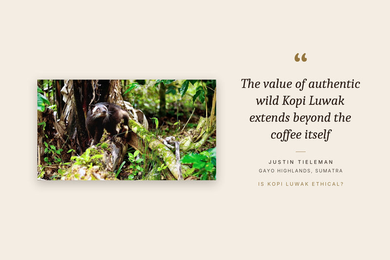 Wild Asian palm civet in the forest of the Gayo Highlands, Sumatra, beside Justin Tieleman's quote: the value of authentic wild Kopi Luwak extends beyond the coffee itself
