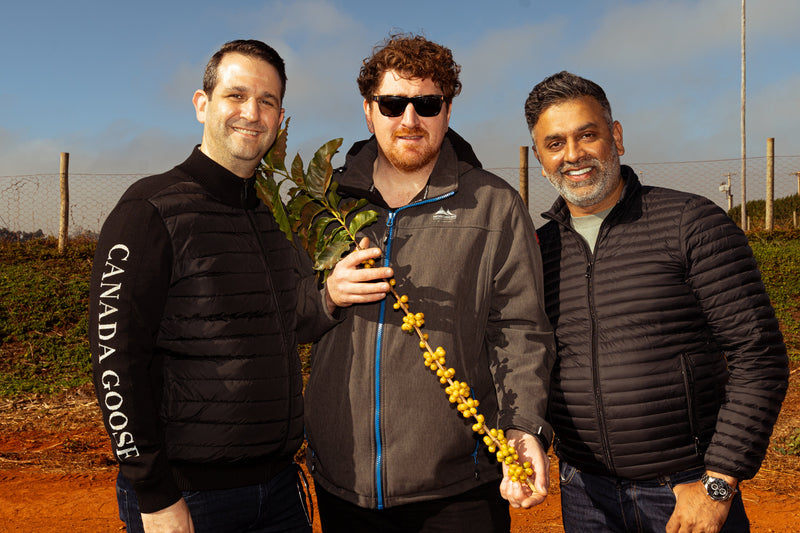 Amir Gehl of Difference Coffee with chefs Mark Donald and Aktar Islam holding a branch of ripe yellow coffee cherries at Daterra Estate, Minas Gerais, Brazil