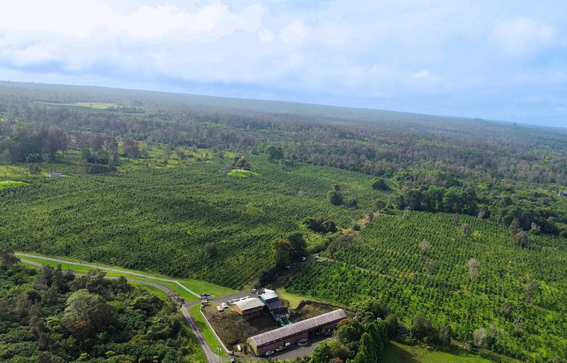 Aerial view of Hawaiian Queen Coffee's estate in the Kona Coffee Belt, Hawaii, with rows of coffee trees running up the slope and the mill buildings