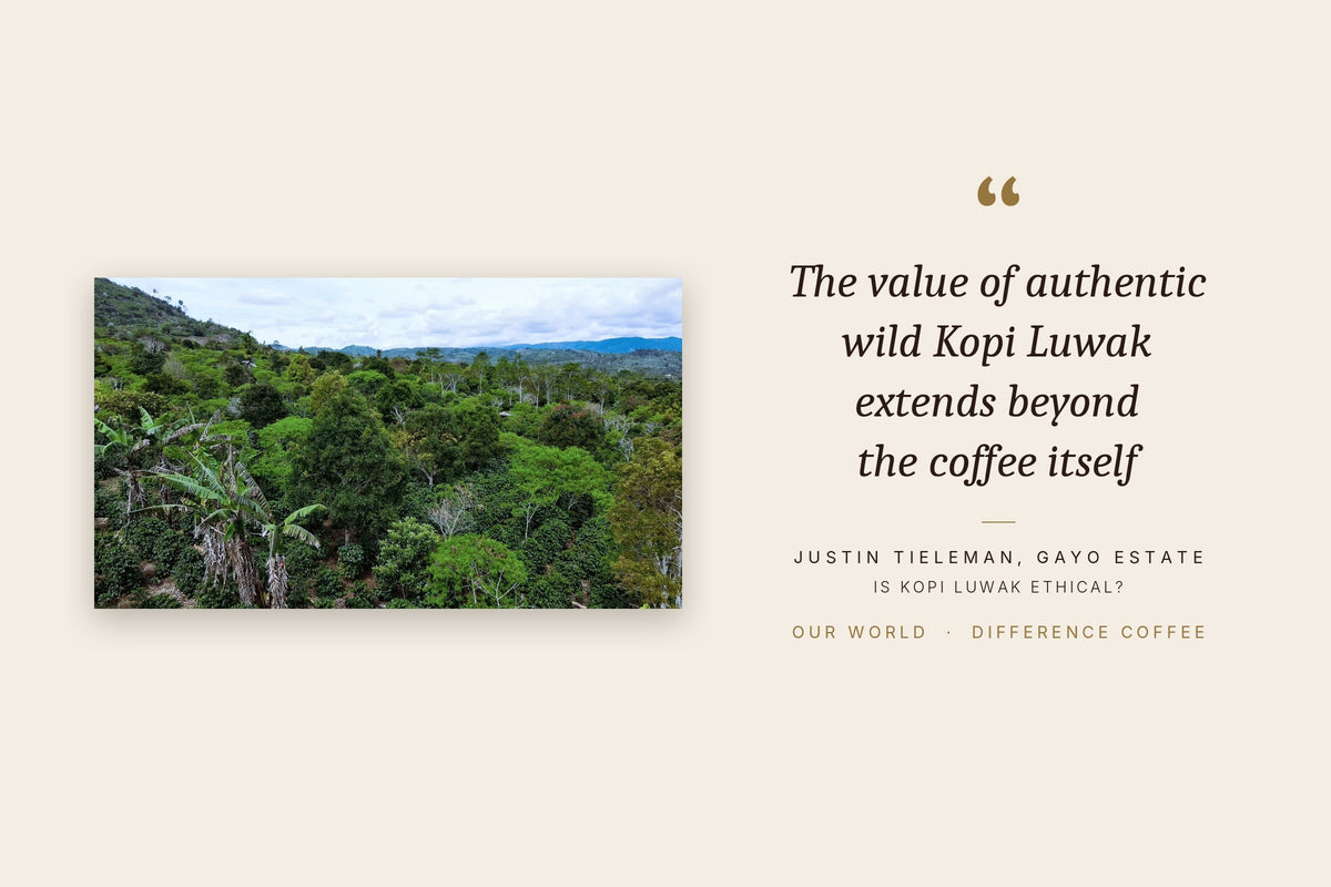 Coffee growing under native forest trees in the Gayo Highlands of Aceh, Sumatra, where wild civets roam, beside the quote: The value of authentic wild Kopi Luwak extends beyond the coffee itself
