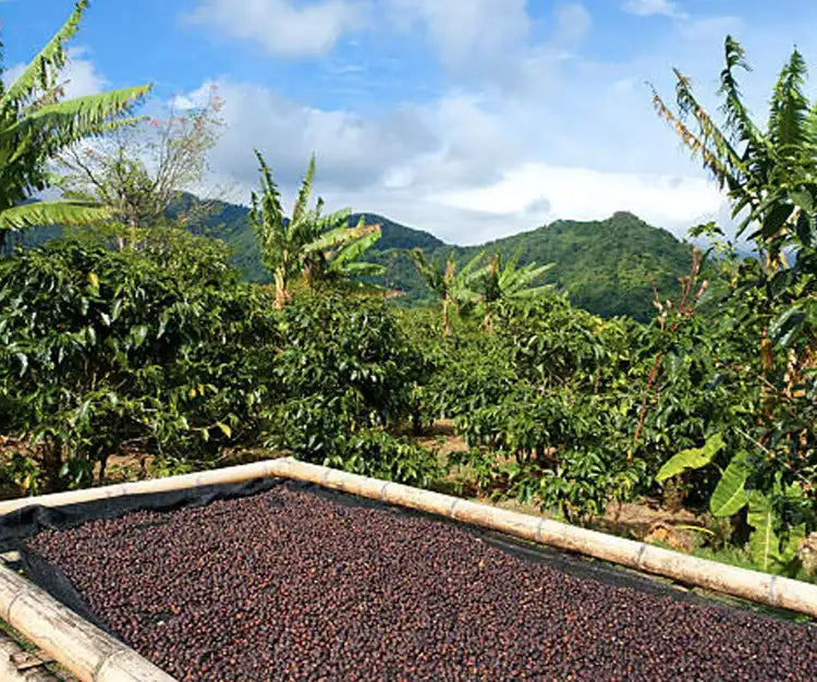 Difference Coffee Co. produces its premium Kopi Luwak coffee using beans from Indonesia’s only certified wild Luwak estate. 